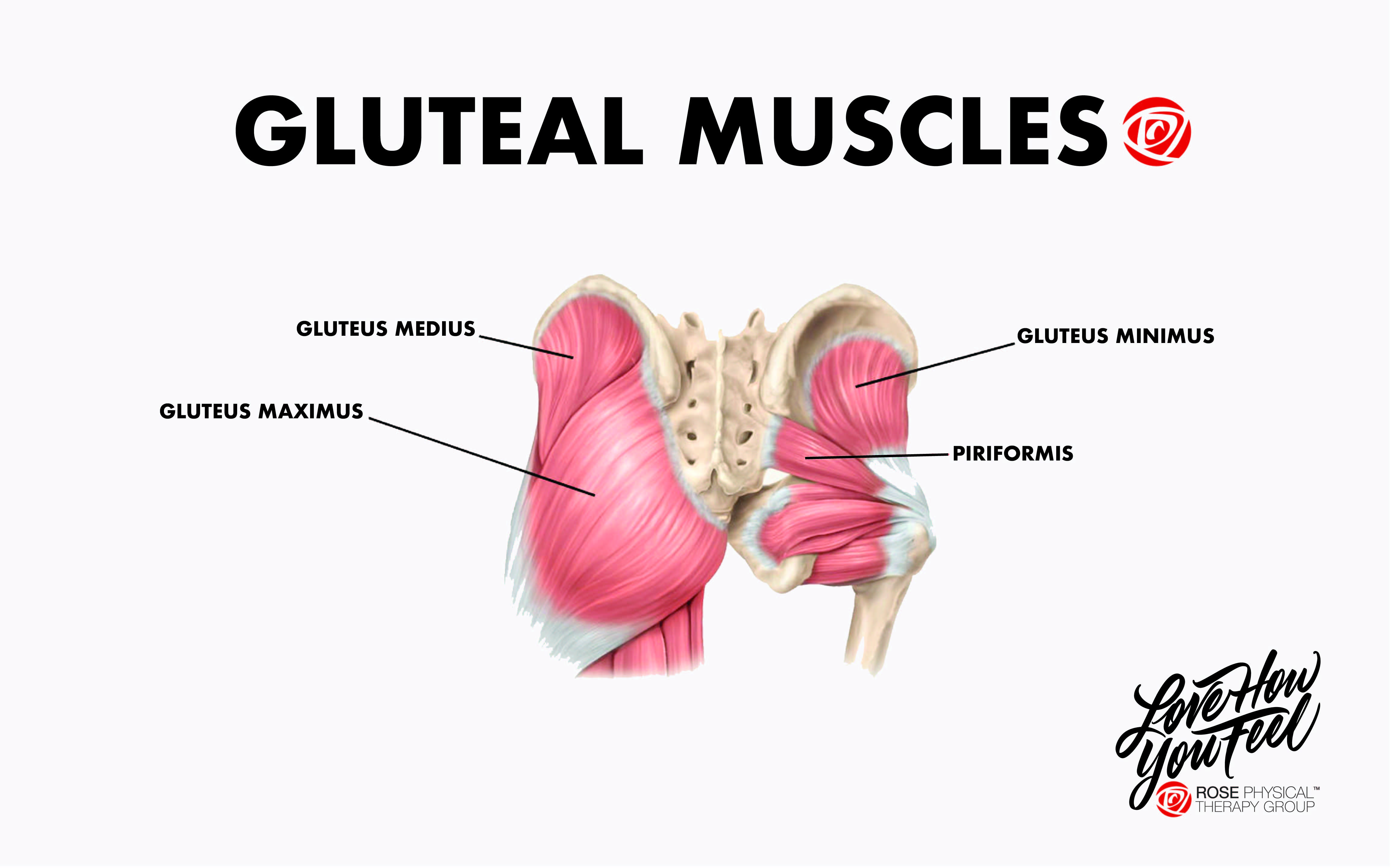 gluteual muscles