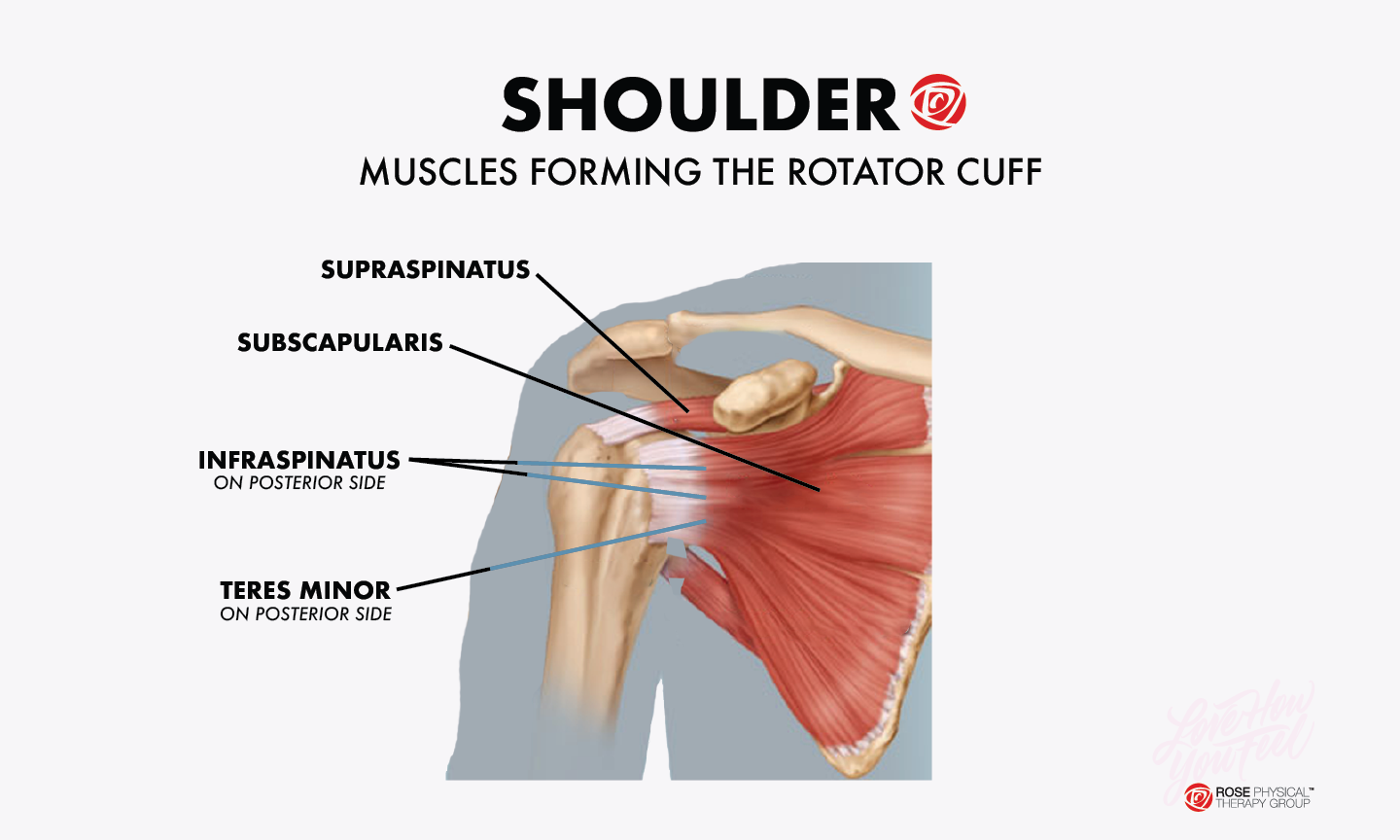 shoulder muscles rotator cuff