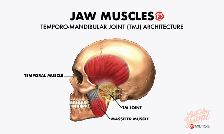 tmj_muscle_architecture_jaw.png
